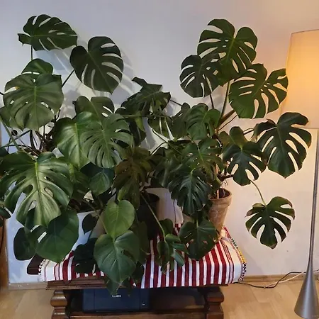 Sweet 3-room In A Location Apartment